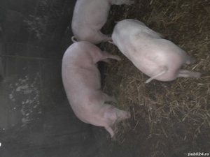 porci de vinzare