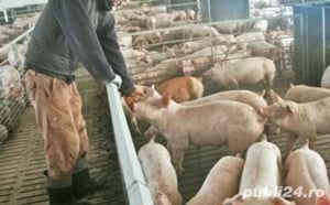 Angajez Cuplu familie la ferma de porci  in Austria