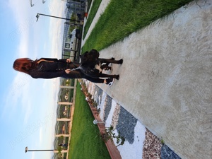 Cane Corso femelă  - imagine 4