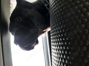 Cane Corso femelă  - imagine 3