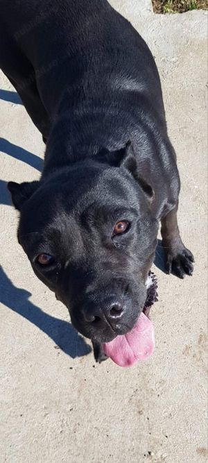 Cane Corso femelă  - imagine 2