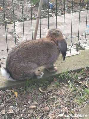 Berbec german femele și masculi 