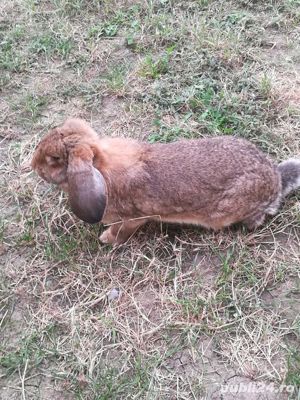 Berbec german femele și masculi  - imagine 2