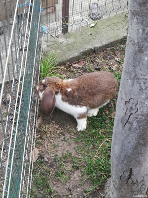 Berbec german femele și masculi  - imagine 3