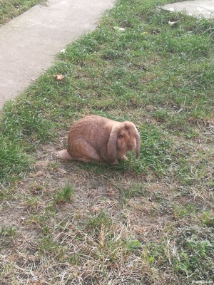 Berbec german femele și masculi  - imagine 4