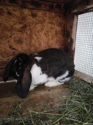 Berbec german femele și masculi  - imagine 5