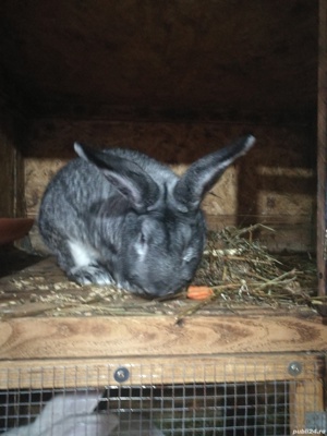 Iepuri rasa chinchilla mare  - imagine 2