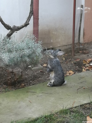 Iepuri rasa chinchilla mare  - imagine 3