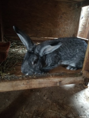 Iepuri rasa chinchilla mare  - imagine 4