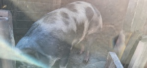 Porci de vanzare 