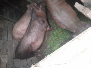 Vand porci  marii si mici 