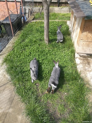 Iepuri rasa chinchilla mare  - imagine 5