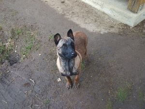 De vânzare Malinois 