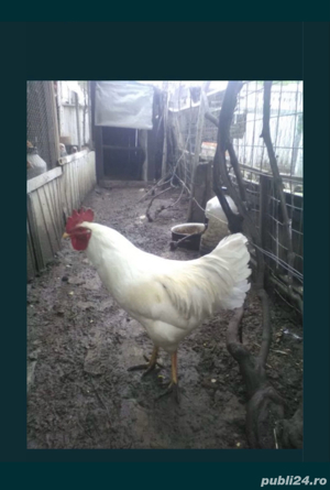 Gaini de tara, gaini de rasa, cocosi albi, oua pt incubat - imagine 5