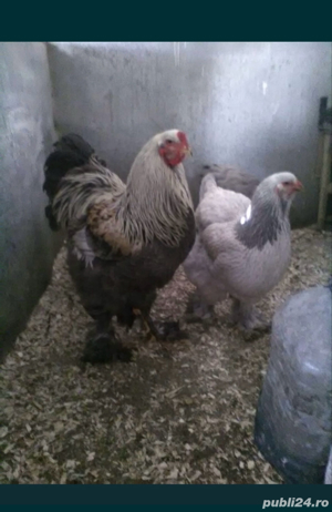 Gaini de tara, gaini de rasa, cocosi albi, oua pt incubat - imagine 4