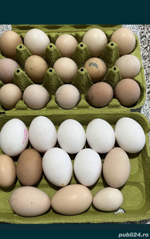 Gaini de tara, gaini de rasa, cocosi albi, oua pt incubat - imagine 3