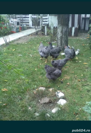 Curci si curcani si oua curca, gaini si cocosi Playnouth, Marans, Phoenix - imagine 4