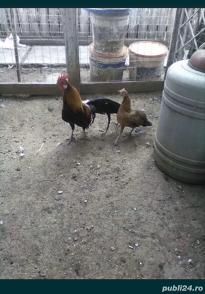 Curci si curcani si oua curca, gaini si cocosi Playnouth, Marans, Phoenix - imagine 3