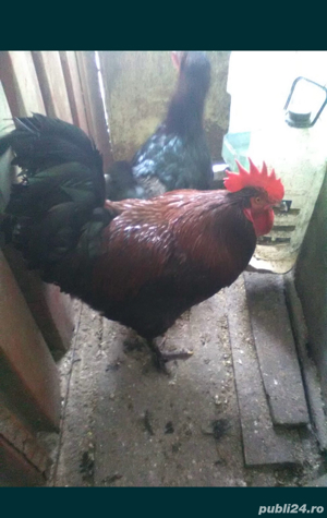 Curci si curcani si oua curca, gaini si cocosi Playnouth, Marans, Phoenix - imagine 5