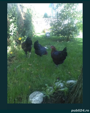 Curci si curcani si oua curca, gaini si cocosi Playnouth, Marans, Phoenix - imagine 2