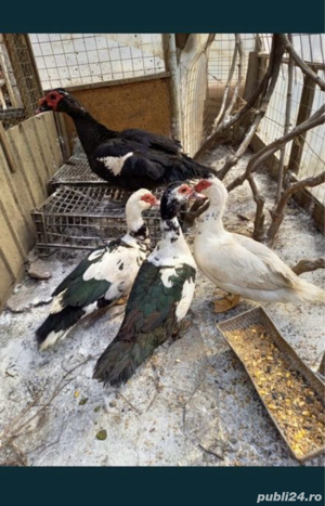 4 rate si un ratoi, porumbei frumusete - imagine 2