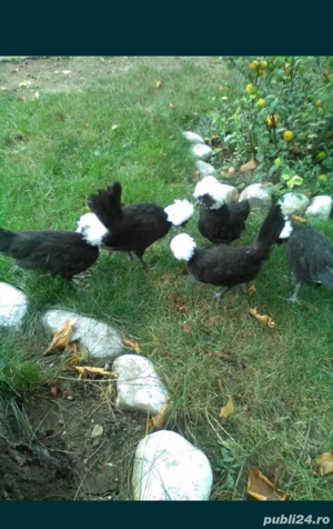  2 gaini si 1 cocos Paduane,Motate Olandeze, Australop - imagine 4