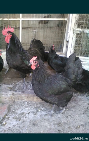 Pereche Paduane, Sebright,Motate Olandeze, Australop