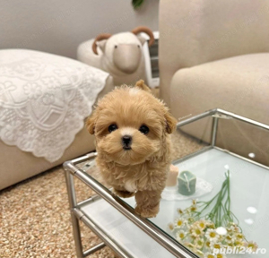 Maltipoo Mini Toy  - imagine 2
