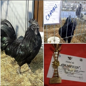 Ouă de incubat Ayam Cemani, găini negre. - imagine 2