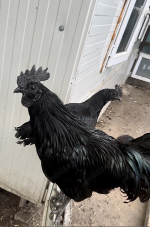 Ouă de incubat Ayam Cemani, găini negre. - imagine 3