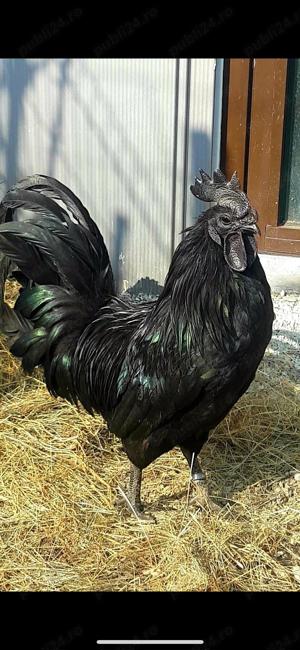 Ouă de incubat Ayam Cemani, găini negre. - imagine 4