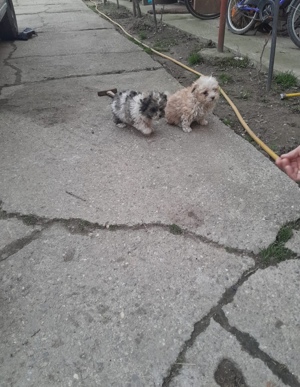 Bichon havanez de vanzare