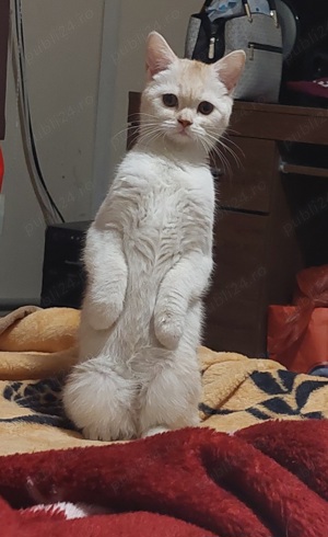 British shorthair golden chinchilla