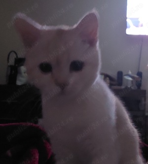 British shorthair golden chinchilla - imagine 2