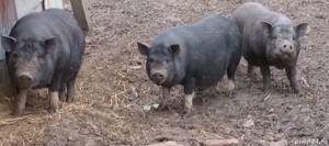 Vând porci viednamezi 