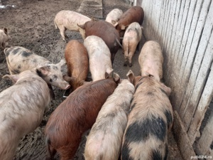 de vanzare porci si grasuni comuna sopot sat bașcov dolj