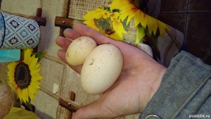 6 puicuțe mi de flori  