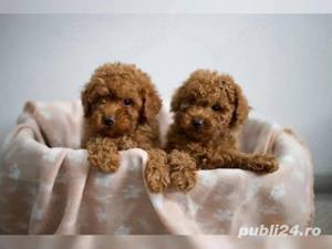 pudel apricot  superbi toy