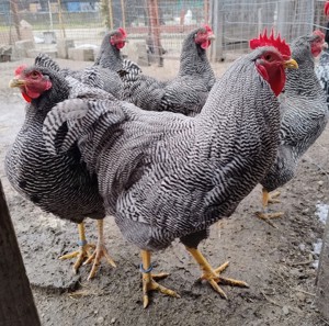 Oferta:29 pui de gaina: La Bresse; Sussex portelan; Plymouth rock barat - imagine 3