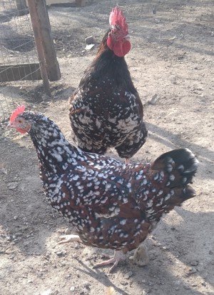 cocosei Sussex Portelan de 4 luni - imagine 4 cocosei Sussex Portelan de 4 luni - imagine 4