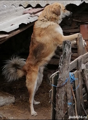OCAZIE !!! Vand Caine Ciobanesc