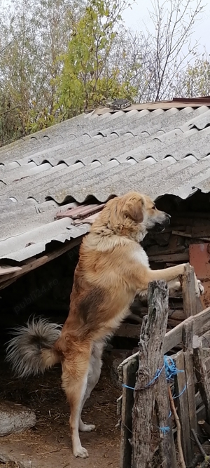 OCAZIE !!! Vand Caine Ciobanesc - imagine 2