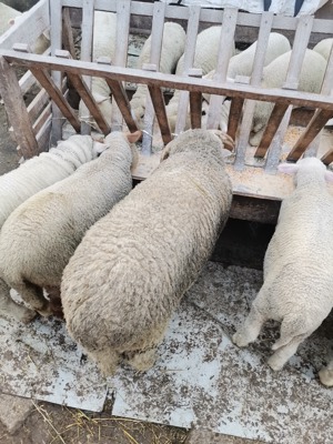 Vând oi reforma, miei și iezi pentru Paste  - imagine 4