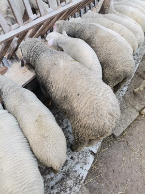 Vând oi reforma, miei și iezi pentru Paste  - imagine 5