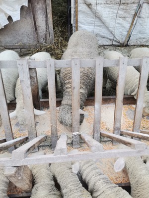 Vând oi reforma, miei și iezi pentru Paste  - imagine 2