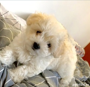 vand bichon maltez 