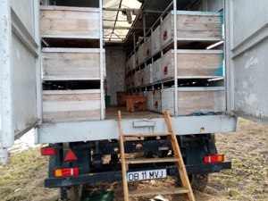 Remorcă apicolă 3.5T   48 stupi | ITP valabil