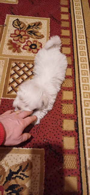 Pui bichon maltez 