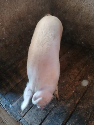 Porci bio de vanzare - imagine 2