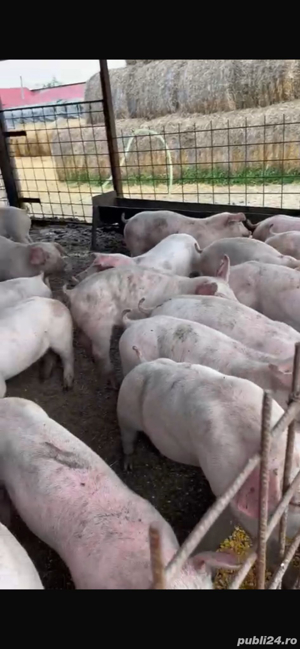 porci 17 lei kg - imagine 3